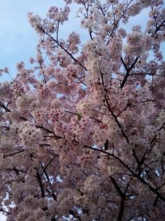 sakura3.jpg